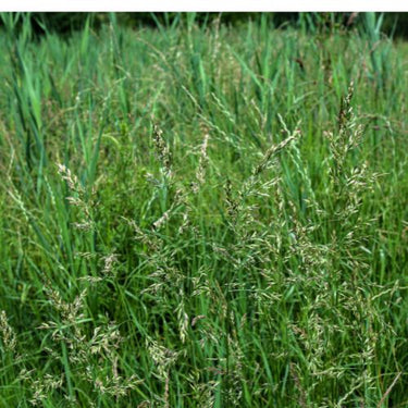 Idaho Fescue Seeds- Rocky Mountain and California Native